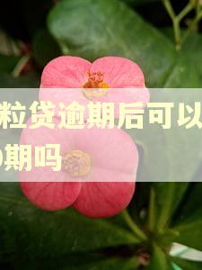 微粒贷逾期后可以分60期吗