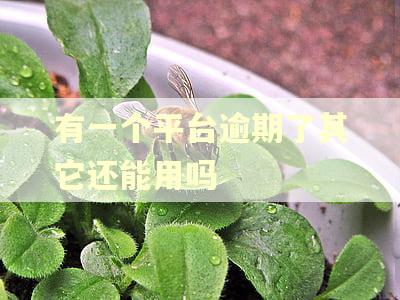 有一个平台逾期了其它还能用吗