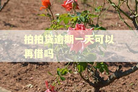 拍拍贷逾期一天可以再借吗