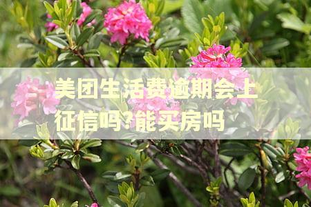美团生活费逾期会上征信吗?能买房吗