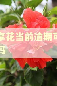 宜享花当前逾期可以贷吗