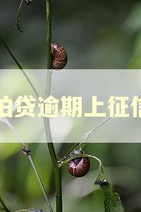 拍拍贷逾期上征信吗