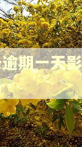 白条逾期一天影响房贷吗