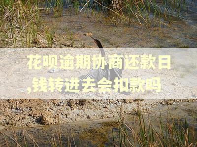 花呗逾期协商还款日,钱转进去会扣款吗