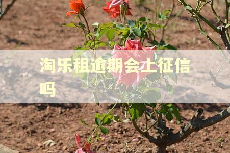 淘乐租逾期会上征信吗 淘乐租逾期会上征信吗