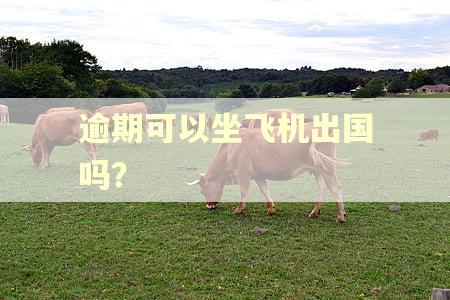 逾期可以坐飞机出国吗？