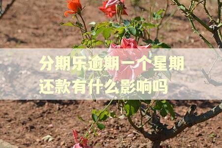 分期乐逾期一个星期还款有什么影响吗