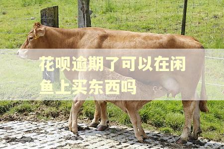 花呗逾期了可以在闲鱼上买东西吗 花呗逾期了可以在闲鱼上买东西吗