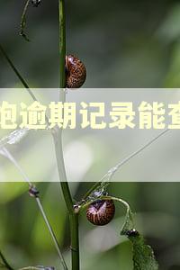高炮逾期记录能查到吗 高炮逾期记录能查到吗