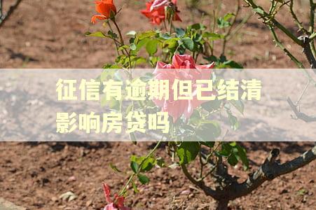 征信有逾期但已结清影响房贷吗