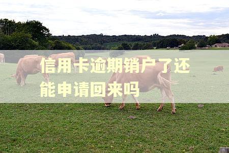 信用卡逾期销户了还能申请回来吗