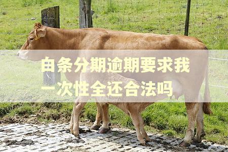 白条分期逾期要求我一次性全还合法吗