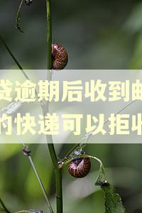 网贷逾期后收到邮政发的快递可以拒收吗