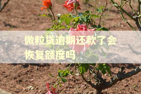 微粒贷逾期还款了会恢复额度吗