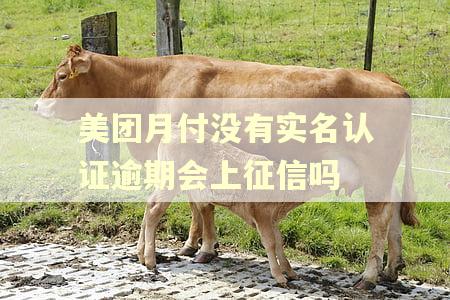 美团月付没有实名认证逾期会上征信吗