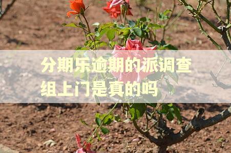 分期乐逾期的派调查组上门是真的吗 分期乐逾期的派调查组上门是真的吗