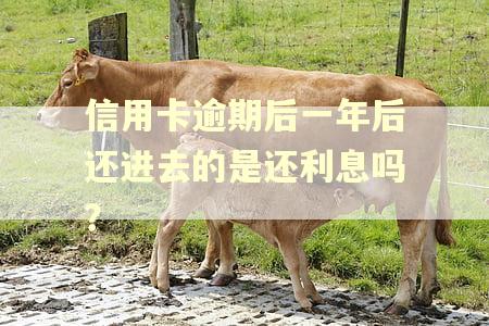 信用卡逾期后一年后还进去的是还利息吗？