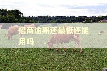 招商逾期还最低还能用吗