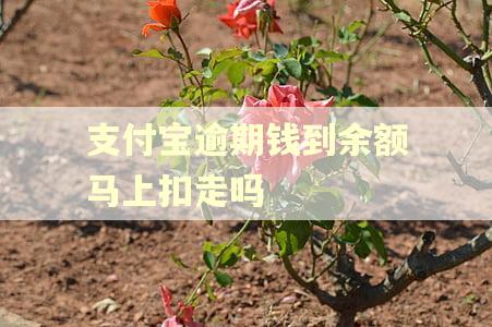 支付宝逾期钱到余额马上扣走吗