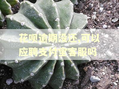 花呗逾期没还,可以应聘支付宝客服吗