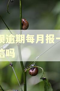 借呗逾期每月报一次征信吗