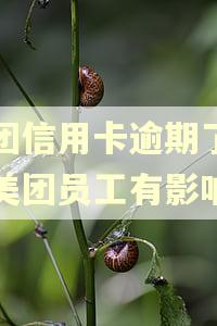 美团信用卡逾期了对于美团员工有影响吗