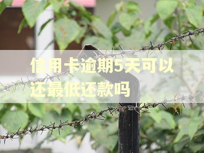信用卡逾期5天可以还最低还款吗