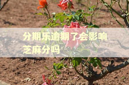 分期乐逾期了会影响芝麻分吗