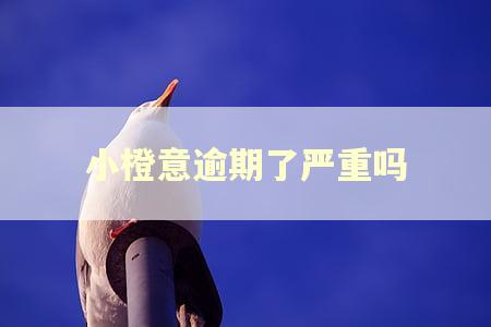 小橙意逾期了严重吗