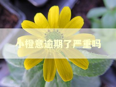小橙意逾期了严重吗 小橙意逾期了严重吗