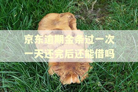 京东逾期金条过一次一天还完后还能借吗
