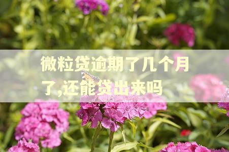 微粒贷逾期了几个月了,还能贷出来吗