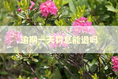 逾期一天罚息能退吗