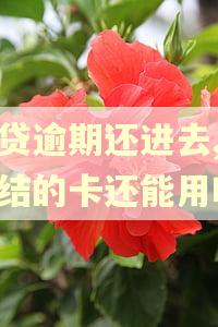 房贷逾期还进去,被冻结的卡还能用吗