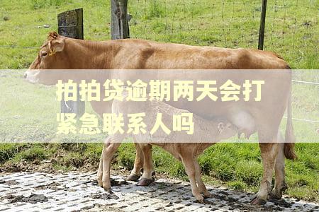 拍拍贷逾期两天会打紧急联系人吗 拍拍贷逾期两天会打紧急联系人吗