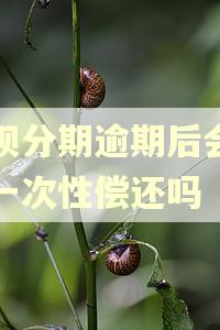 花呗分期逾期后会要求一次性偿还吗