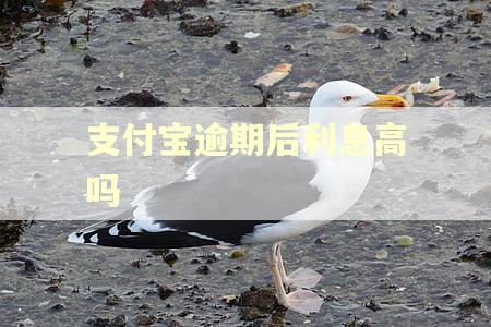 支付宝逾期后利息高吗