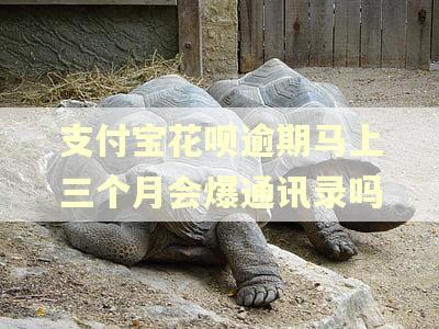 支付宝花呗逾期马上三个月会爆通讯录吗