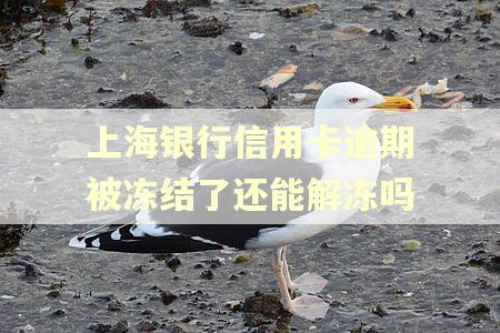 上海银行信用卡逾期被冻结了还能解冻吗