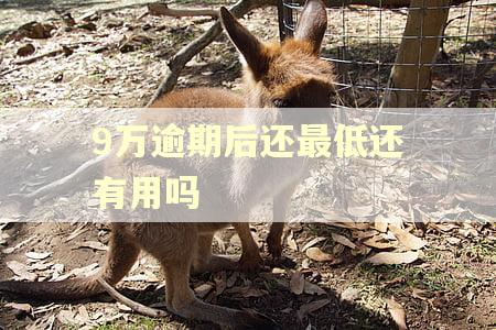 9万逾期后还最低还有用吗