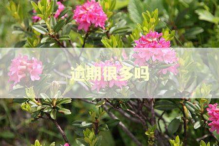 逾期很多吗