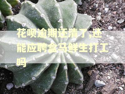 花呗逾期还清了,还能应聘盒马鲜生打工吗 花呗逾期还清了,还能应聘盒马鲜生打工吗