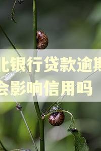 河北银行贷款逾期一天会影响信用吗