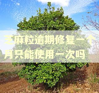 芝麻粒逾期修复一个月只能使用一次吗