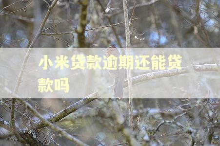小米贷款逾期还能贷款吗