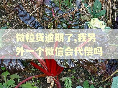 微粒贷逾期了,我另外一个微信会代偿吗