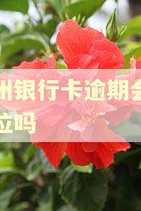 广州银行卡逾期会上单位吗