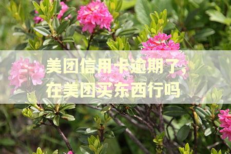 美团信用卡逾期了,在美团买东西行吗