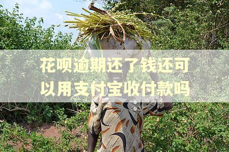 花呗逾期还了钱还可以用支付宝收付款吗 花呗逾期还了钱还可以用支付宝收付款吗