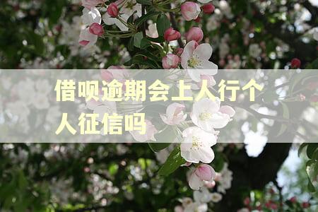 借呗逾期会上人行个人征信吗